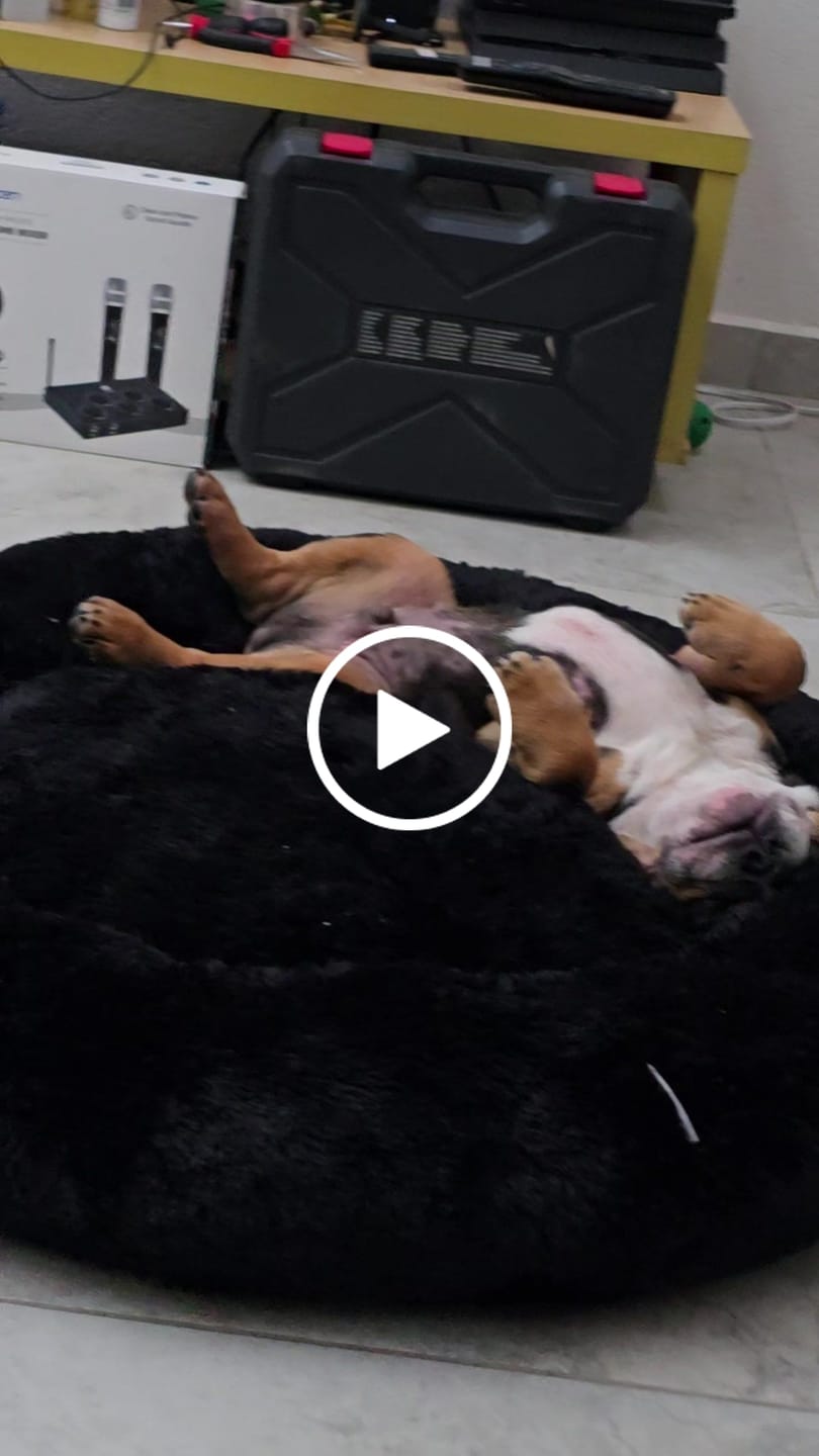 Customer video review of Cobija Impermeable para Perros