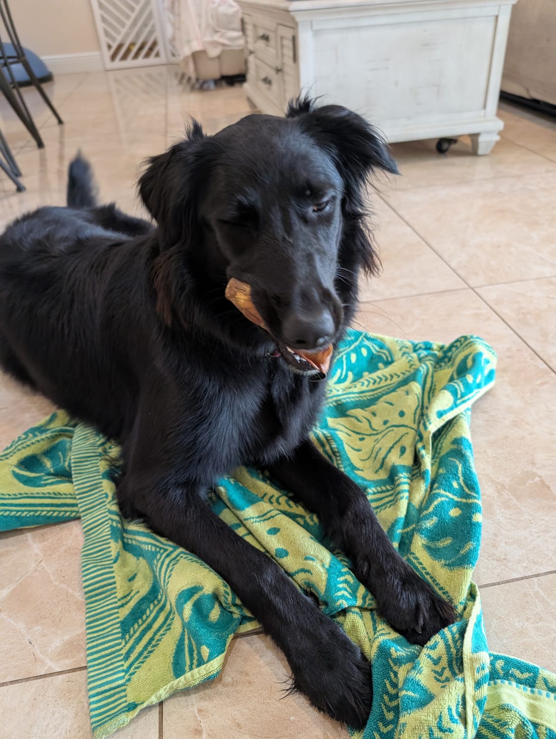 Customer photo review of Long-Lasting Pig Ears – Natural Dental Dog Chews