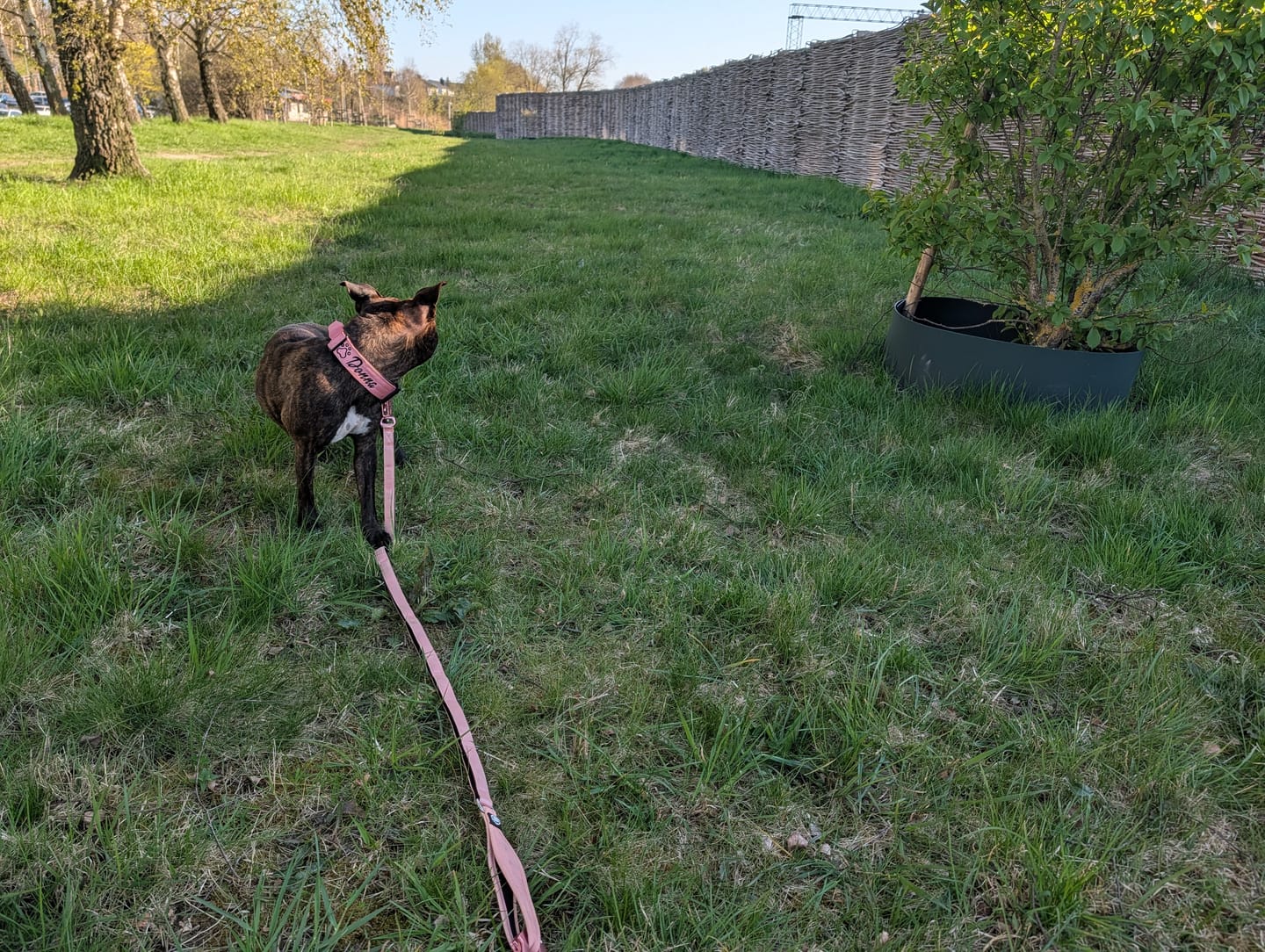 Customer photo review of Ladder Combat® Multiple Handles Lead - Pink