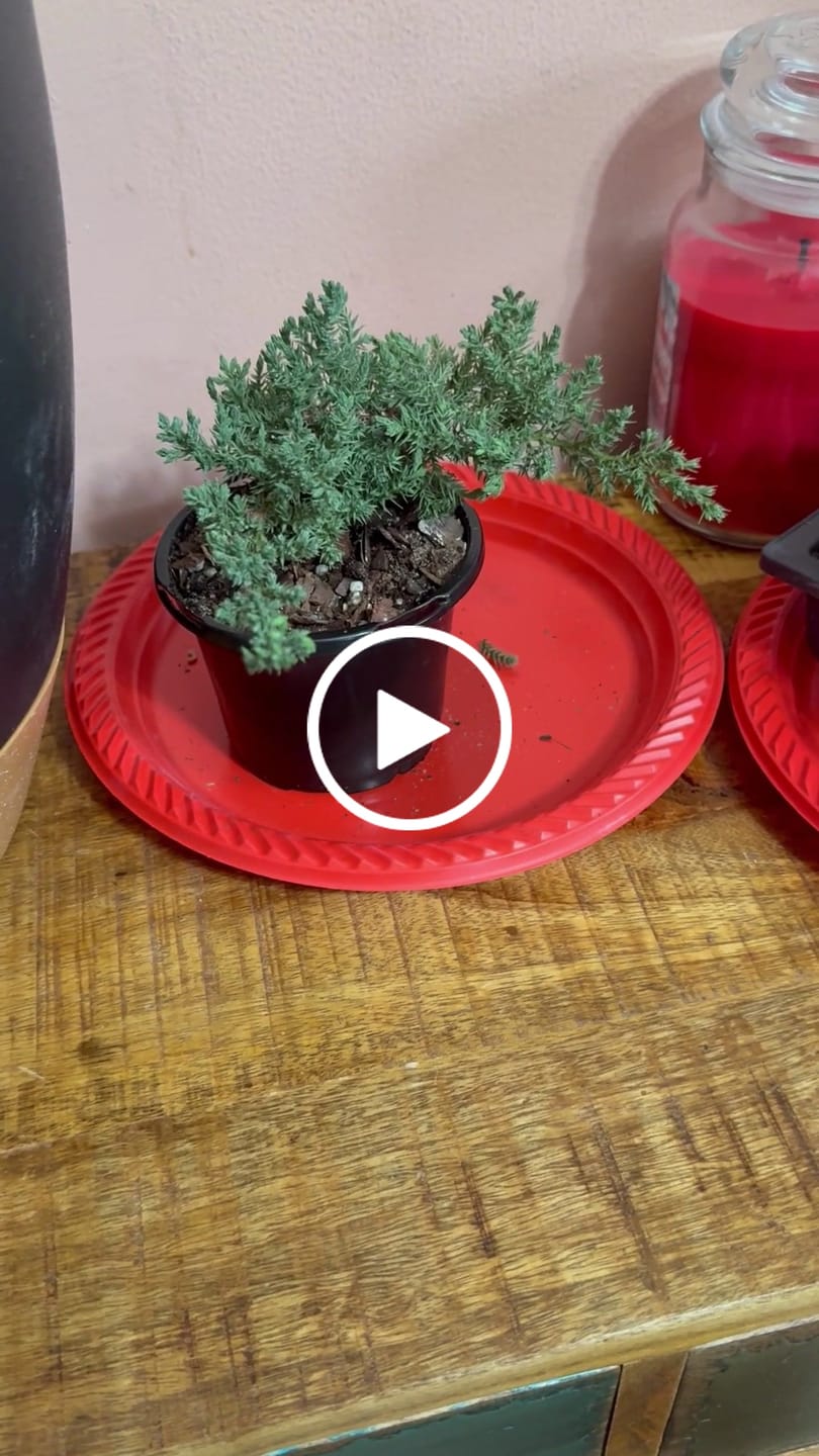 Customer video review of Parlour Palm Indoor Plant - Easy Care Low Light House plant - Air Purifier Plant in Pot - Parlour Palm- EXACT plant as pictures