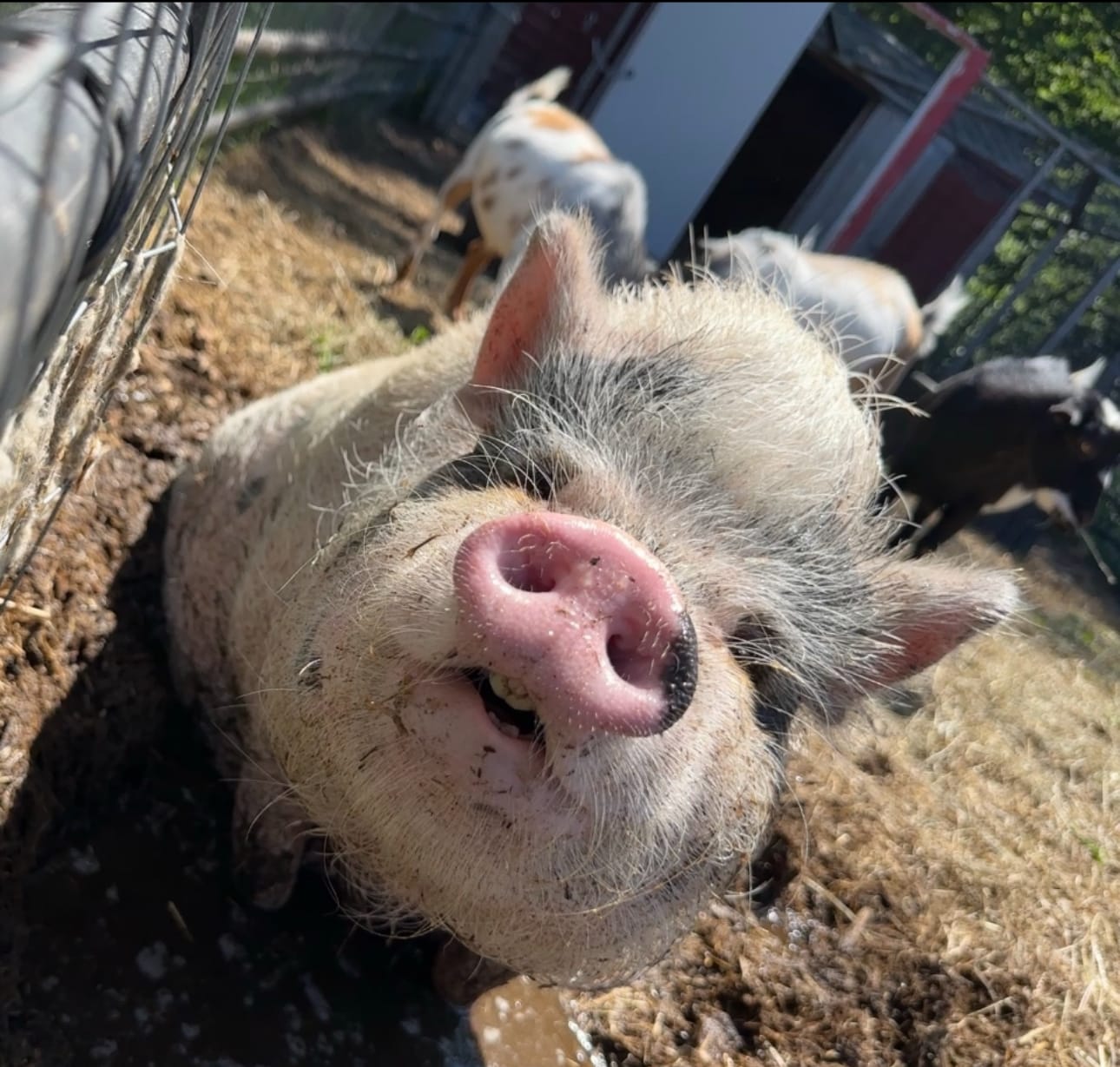 Customer photo review of Timothy Orchard Grass Hay (Click here for Qty Discount) Grass Hay (Buy More - Save More)(Includes delivery too!)
