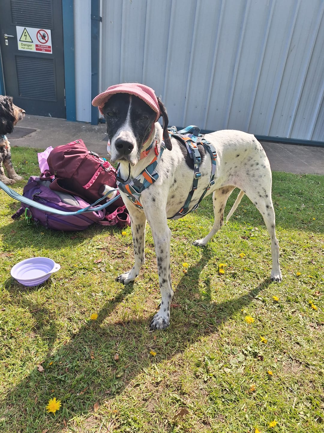 Customer photo review of Scramble Harness
