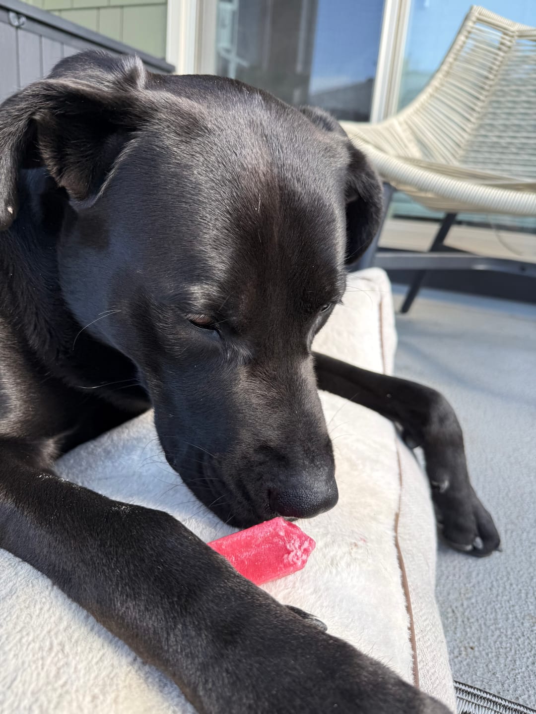 Customer photo review of Strawberry Himalayan Yak Chew (MEDIUM)