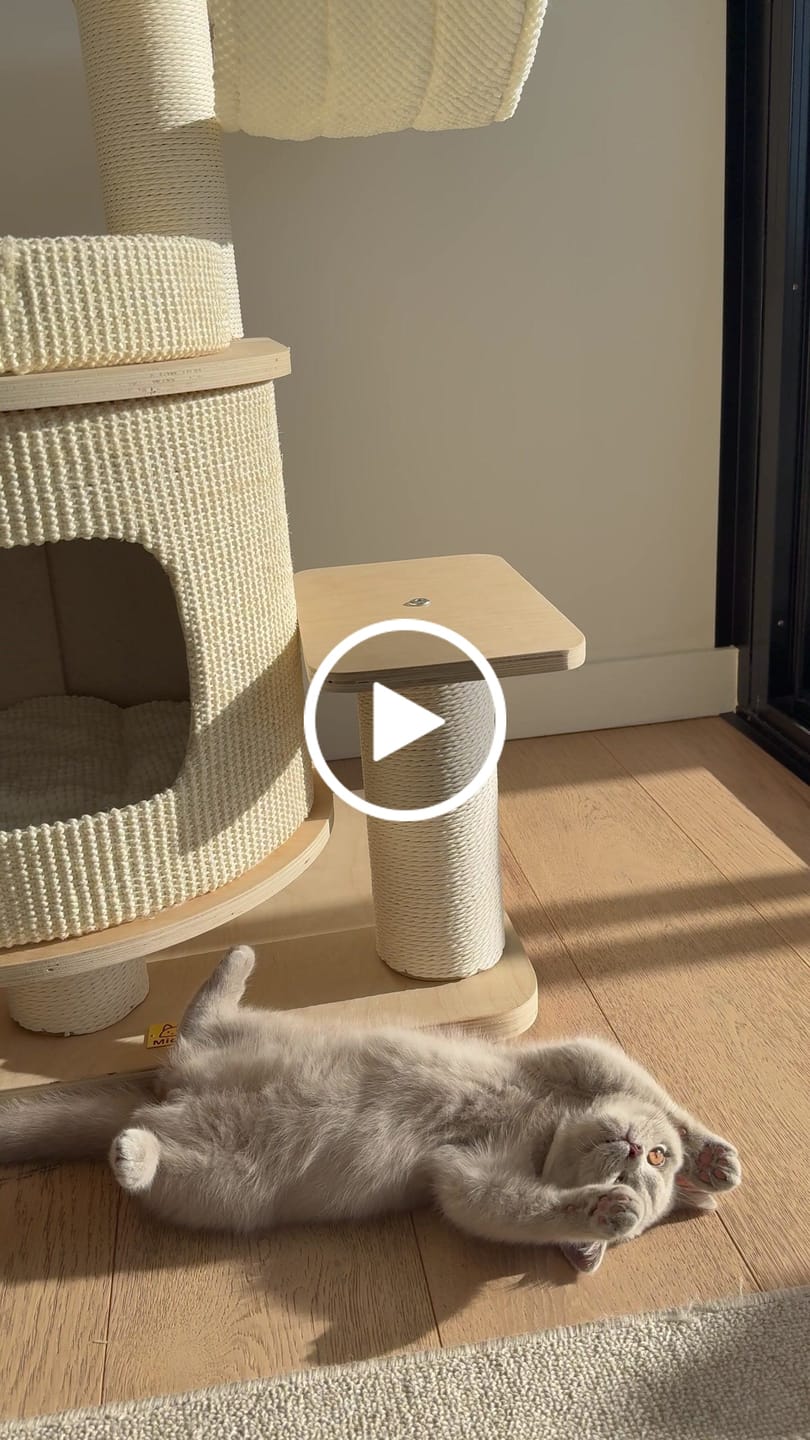 Customer video review of Michu Luna Multi-Layer Solid Wood Cat Nest Tree