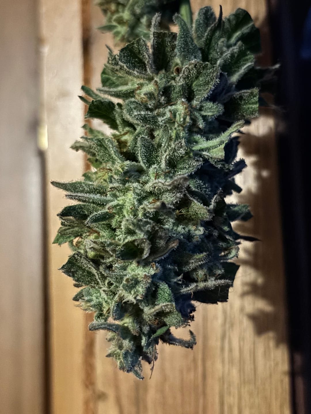 Customer photo review of Boutique Exotics - Jelly Roll - 2.5G Pre-Roll