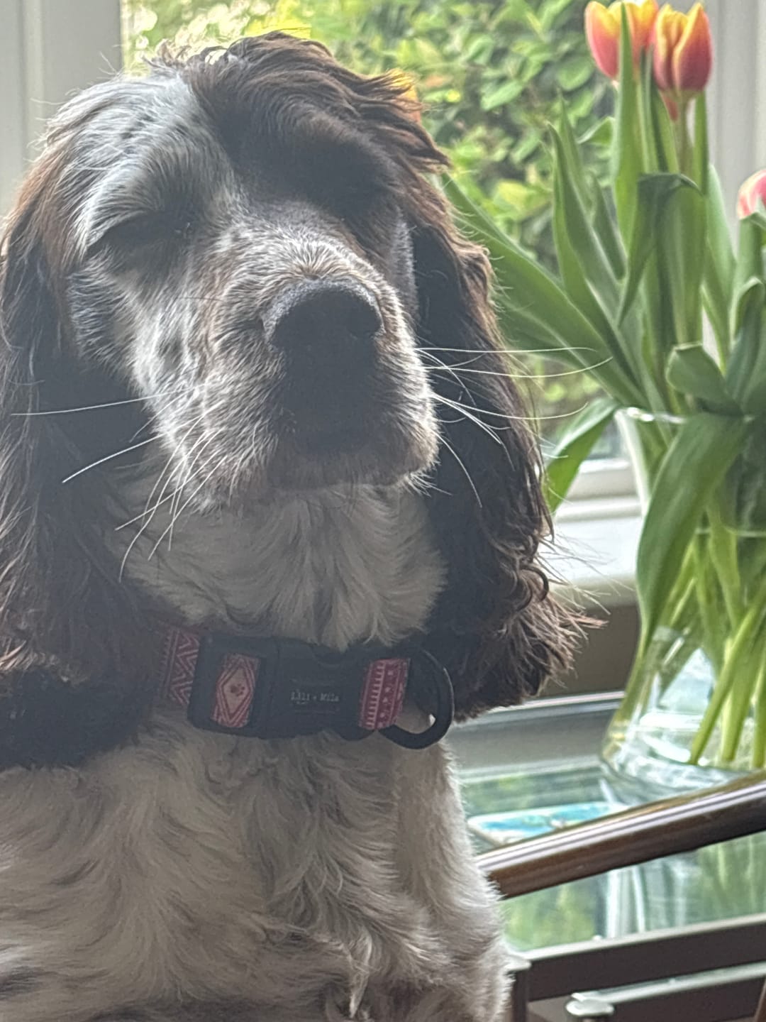 Customer photo review of Aztec (Pink) Collar