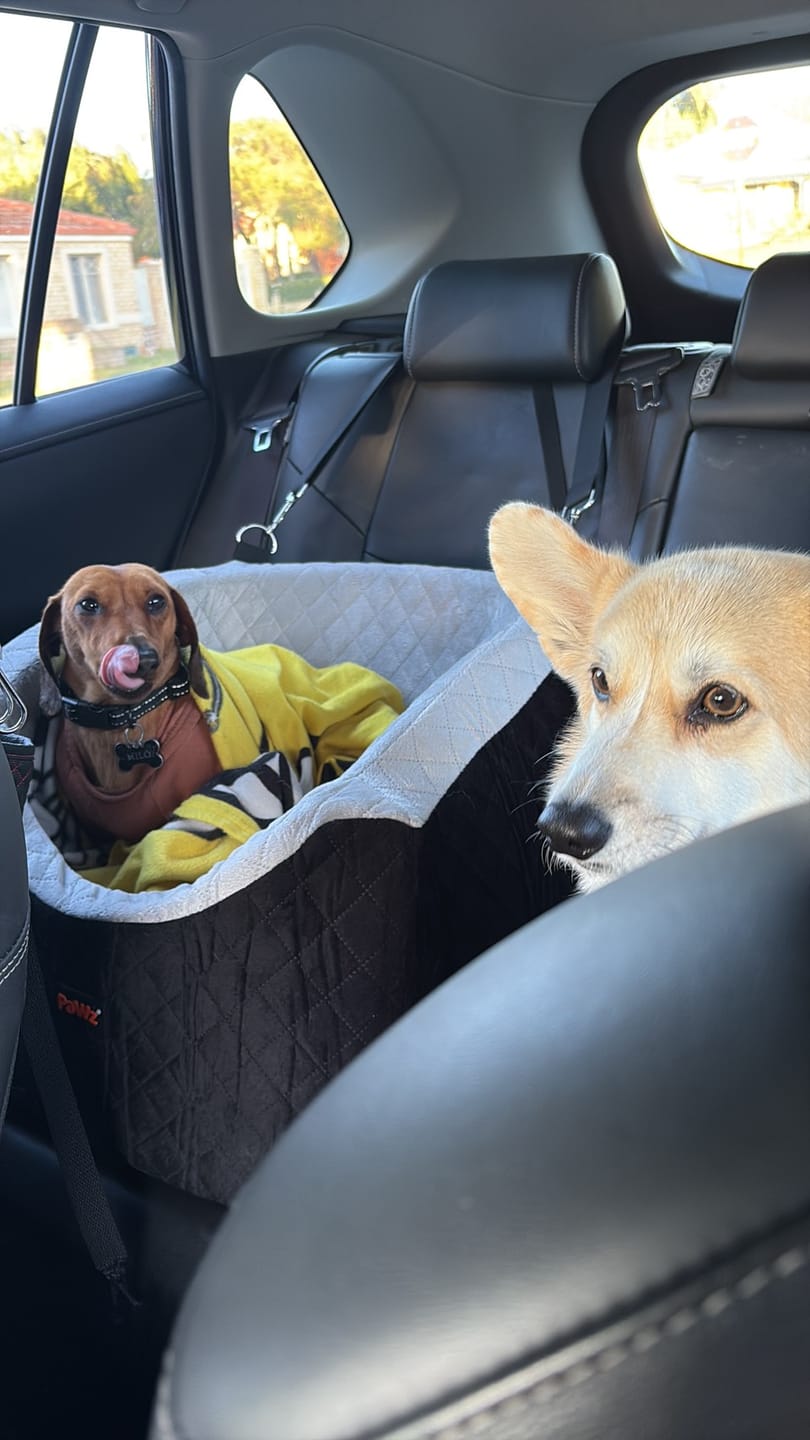 Customer photo review of Dog Car Booster Seat
