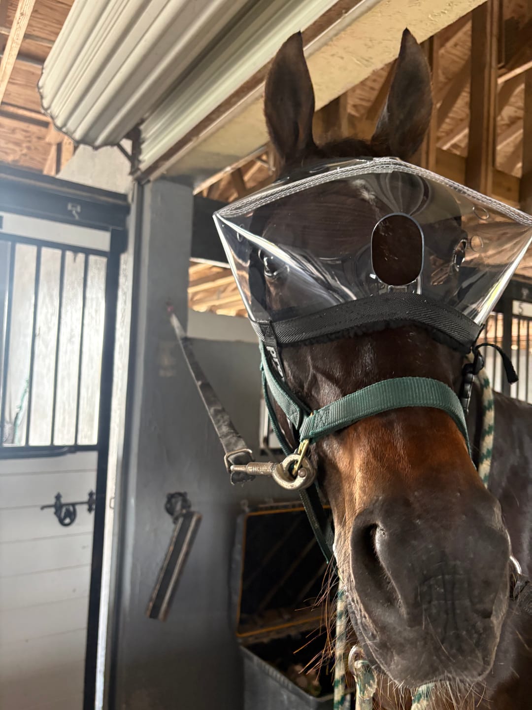 Customer photo review of Recovery Vizor - Clear UV Tint