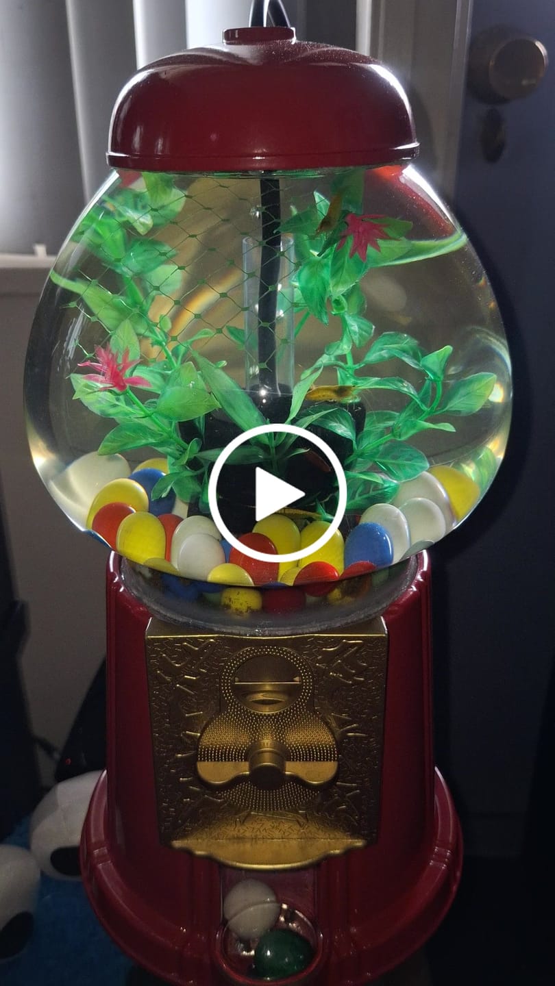 Customer video review of Neon Yellow Shrimp "NEW"