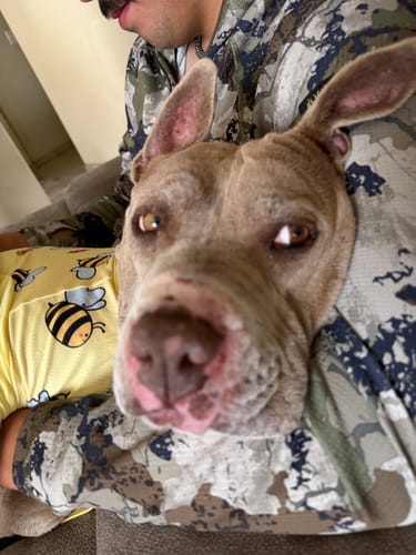 Close-up of a reviewer's dog wearing the yellow bee-print Sunblock Dog T-Shirt.