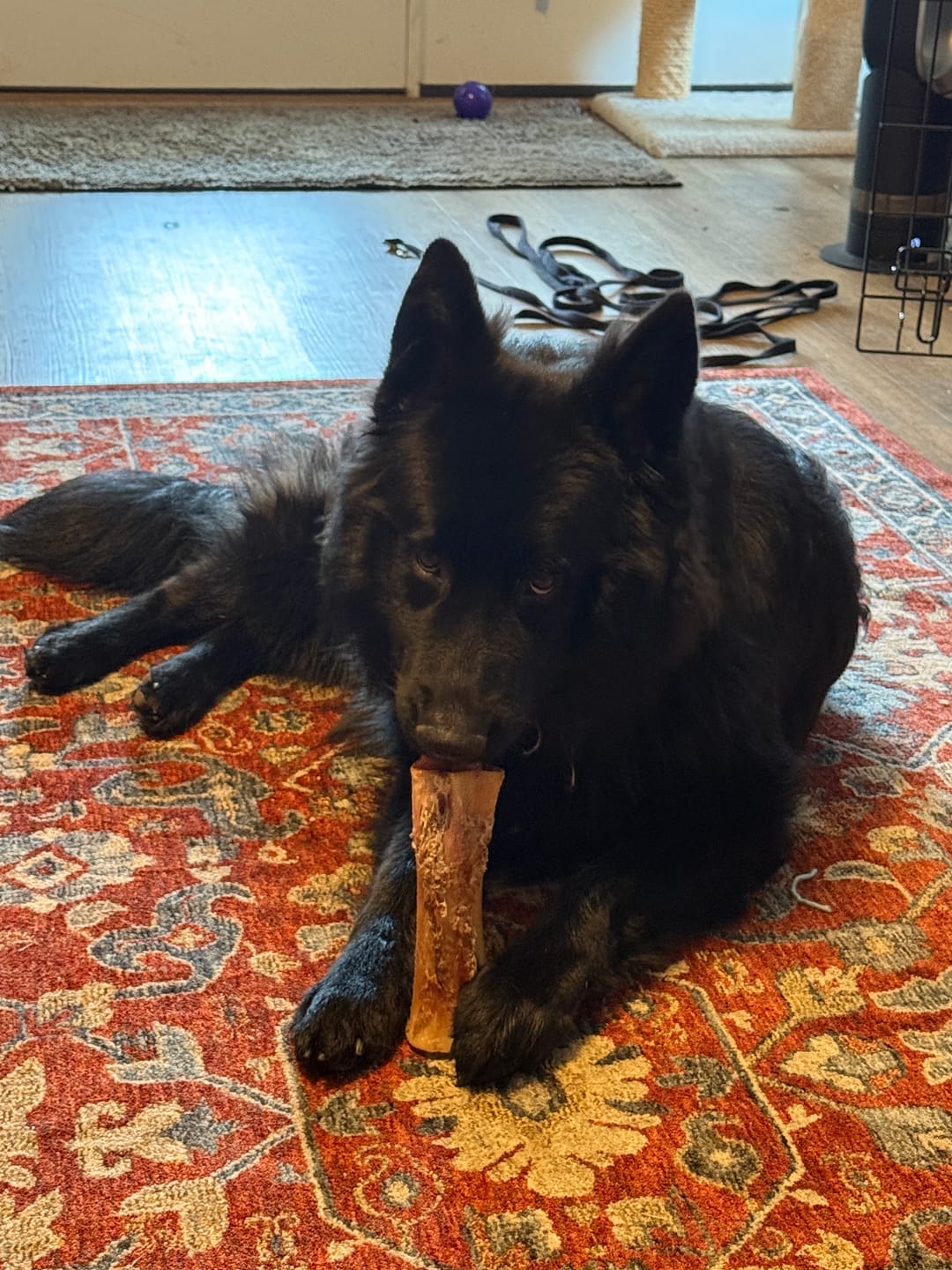 Customer photo review of Beef Gullet Jerky Sticks 6"