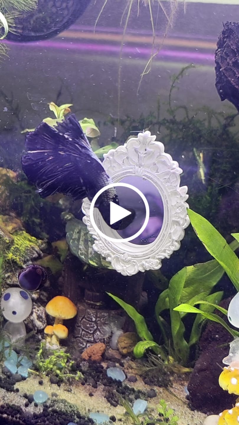 Customer video review of Black Dragon Halfmoon Male Betta Fish