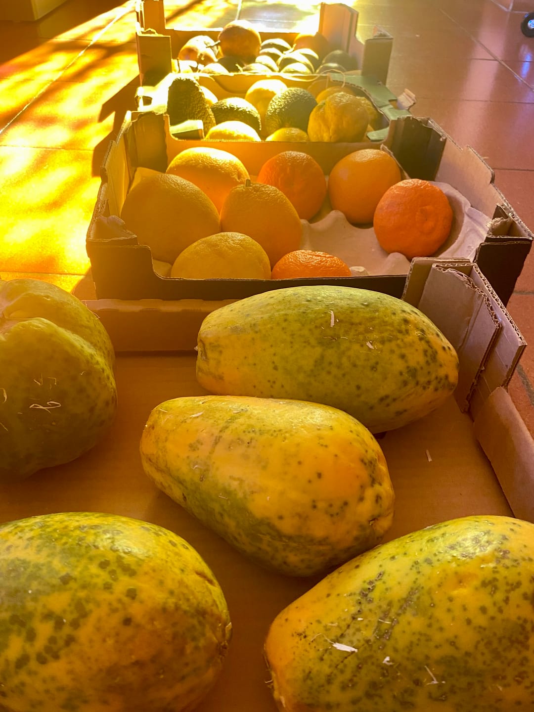 Customer photo review of Papaya Bio von Julian 4,5kg Box Sonderaktion %