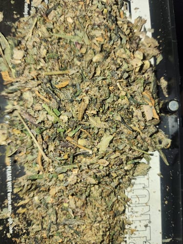 Close-up: Reviewer's pile of green and leafy Exotic Shake.