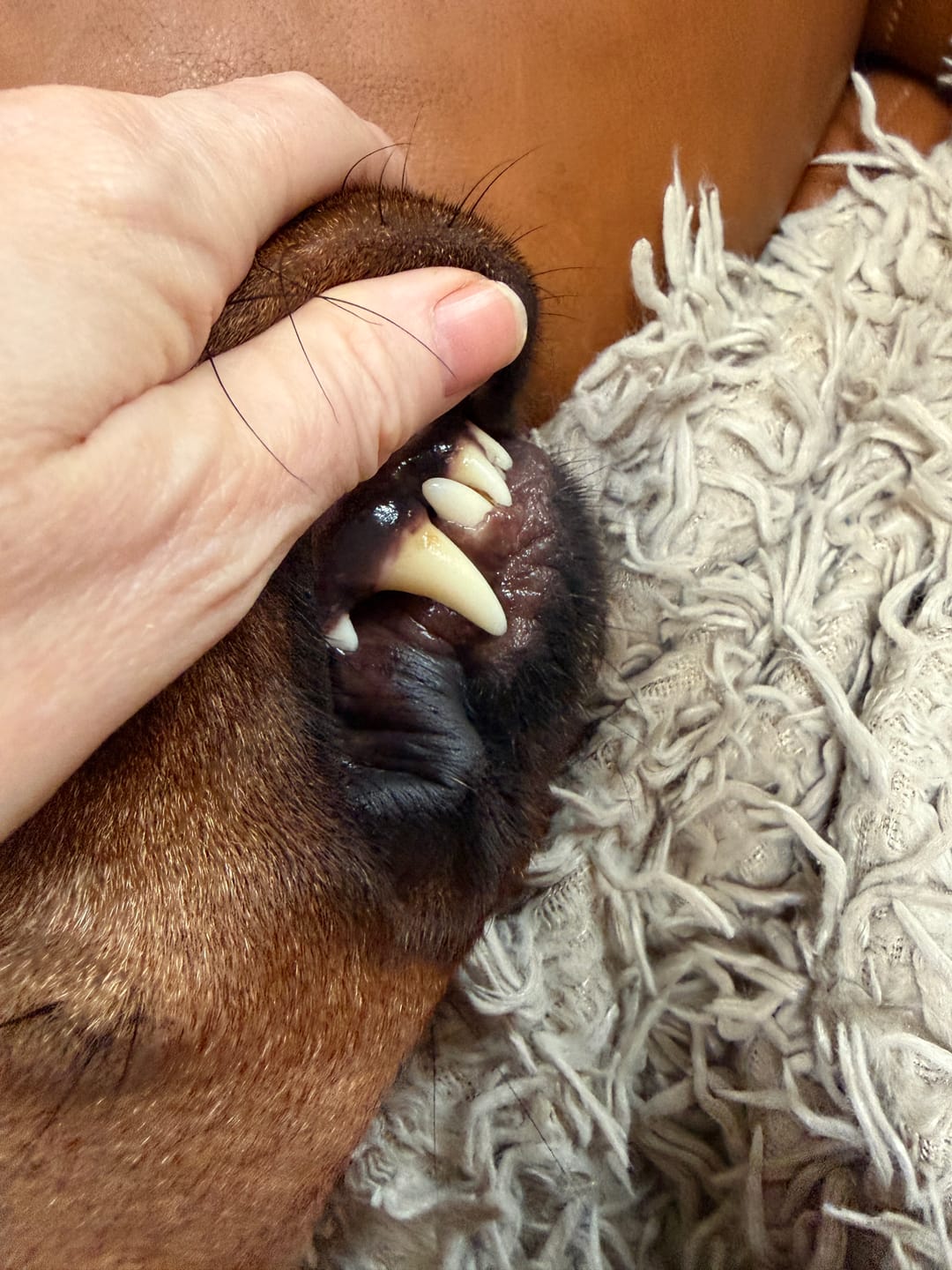 Customer photo review of Beemzy Tandpoeder voor Honden