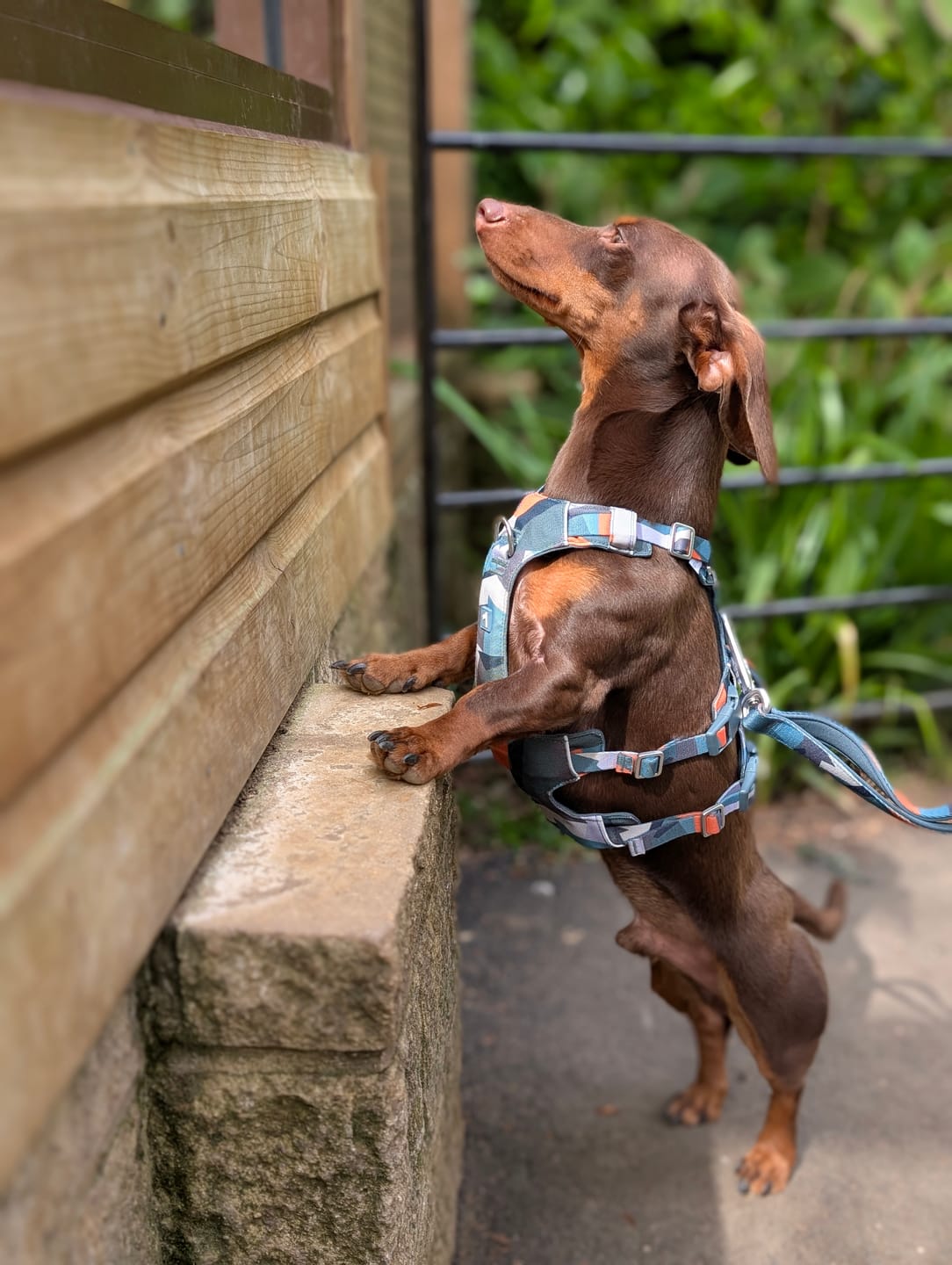 Customer photo review of Scramble Harness