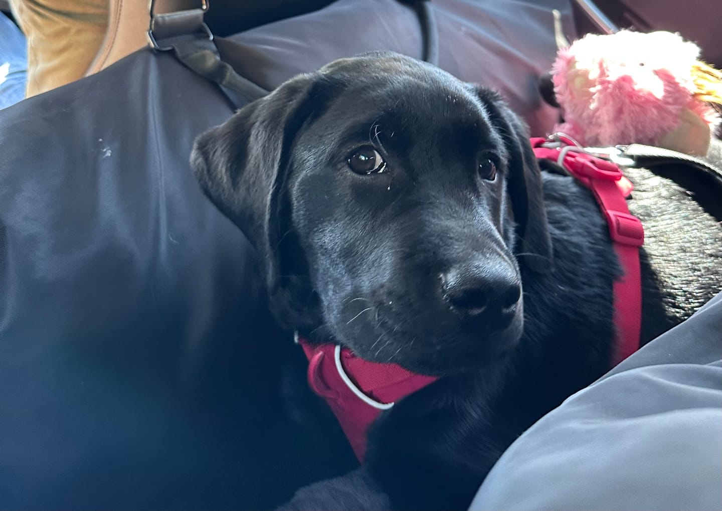 Customer photo review of Travel Dog Pod XL - Now With Isofix