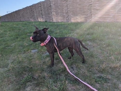 Customer photo review of 4cm Combat® Collar | Handle & Rated Clip - Pink
