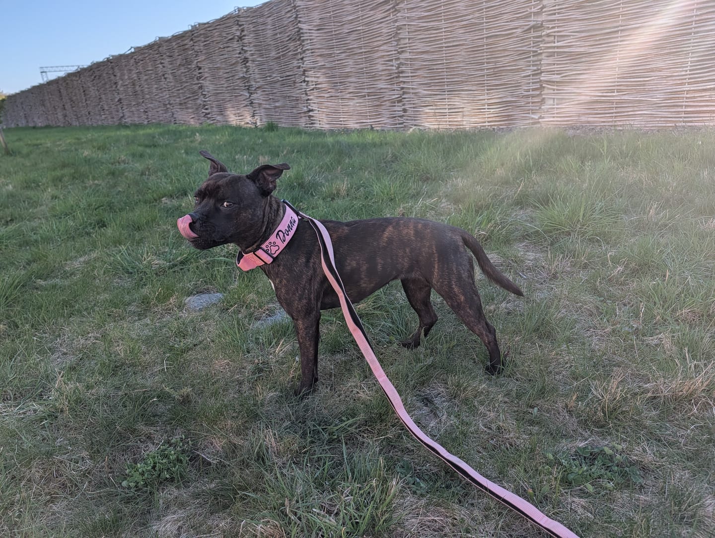 Customer photo review of 4cm Combat® Collar | Handle & Rated Clip - Pink