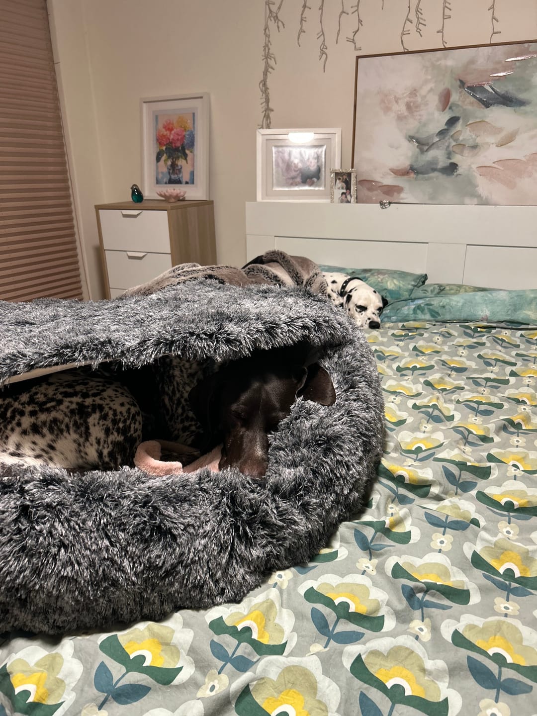 Customer photo review of Pet Cave Dog Bed - Removable Cover