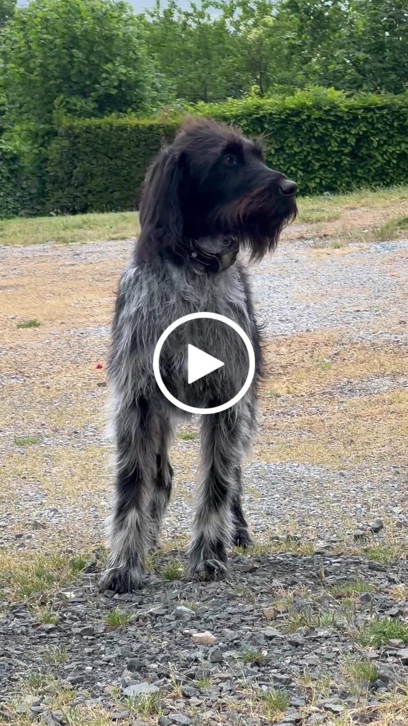 Customer video review of Le 1er Collier Anti-Fugue GPS SANS ABONNEMENT