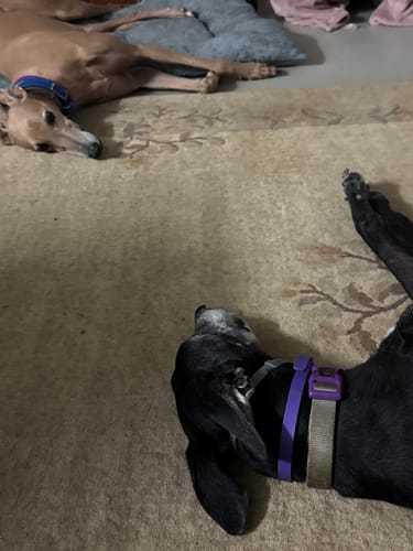Customer's two dogs relaxing on a rug wearing their free gift collars, one purple and one blue.