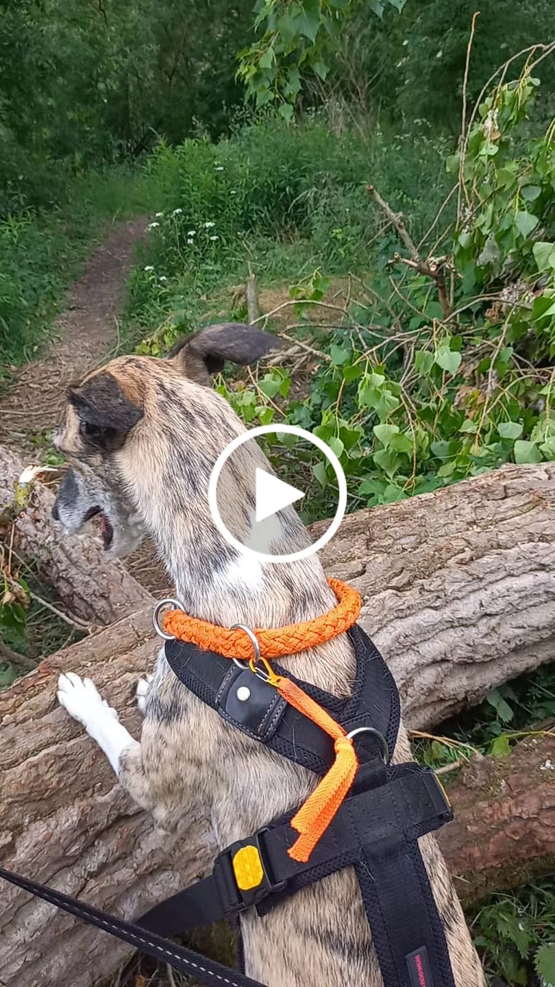 Customer video review of Allergietest Plus Hund