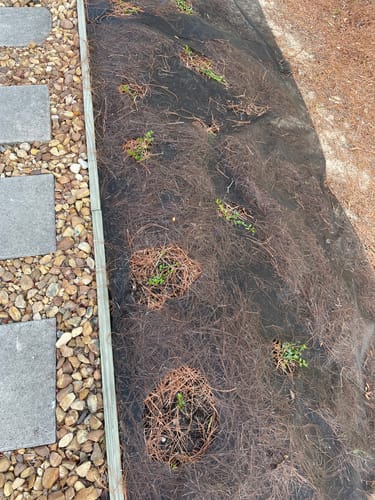 Customer photo review of Vinca Minor Bowles - Creeping Myrtle Periwinkle Evergreen Groundcover with Blue Flowers