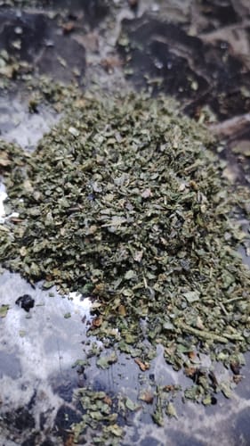 Customer photo review of Girl Scout Cookies Shake (BOGO)