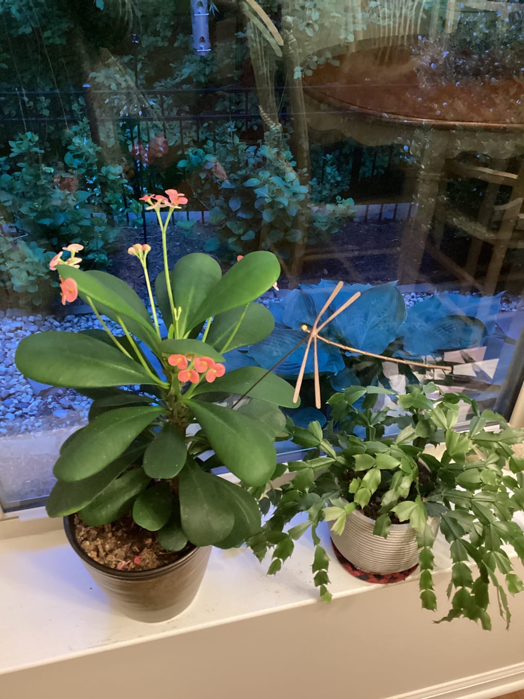 Customer photo review of Plant Food