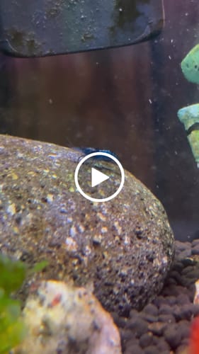 Customer video review of Blue Dream Shrimp