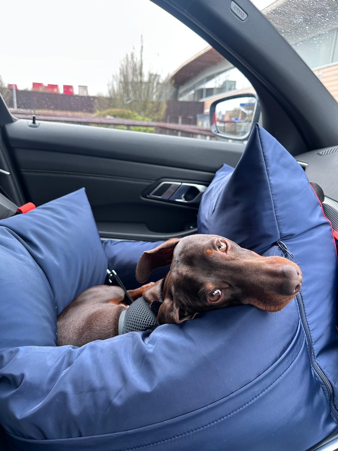 Customer photo review of Travel Dog Pod - Now With IsoFix