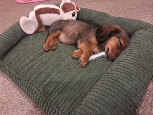 A customer's mini dachshund sleeping soundly on the green corduroy orthopedic pet bed.