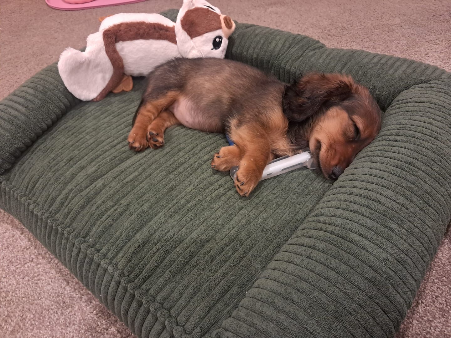 Customer photo review of Pet Bed Non Slip Dog Mat Orthopedic Sofa  Cushion Washable Removable