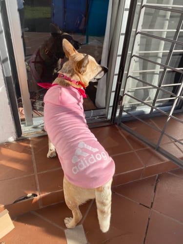 Customer photo review of Hoodie Adidog Perro