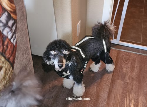 Customer photo review of Dual-Leg Hinged Knee Support Harness for Dogs