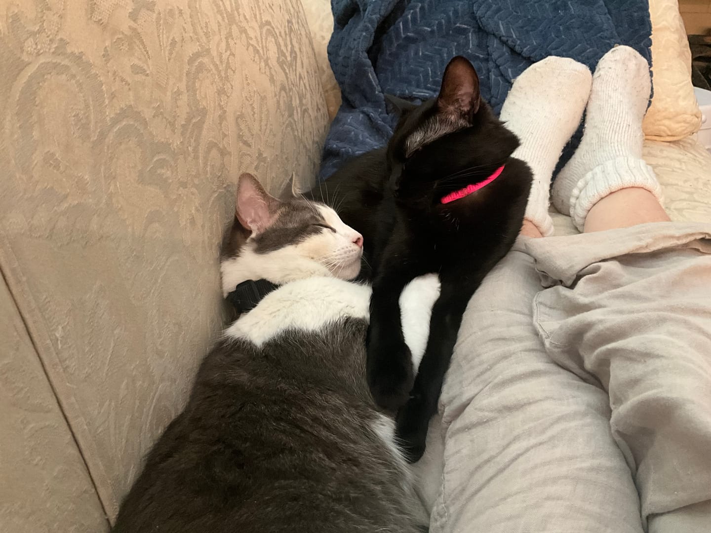 Customer photo review of Bark-Less Bites