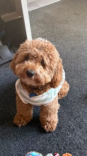 Customer photo review of Matcha Stripe | Summer Breeze Cooling Vest
