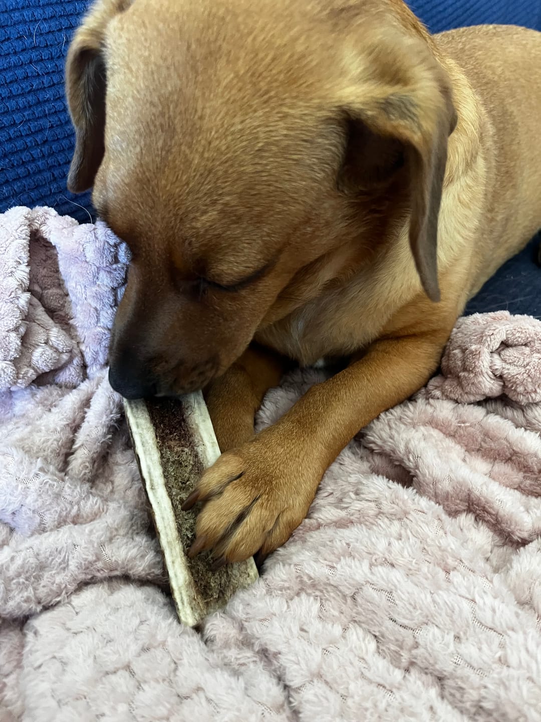 Customer photo review of Asta de ciervo para perros - Principiante