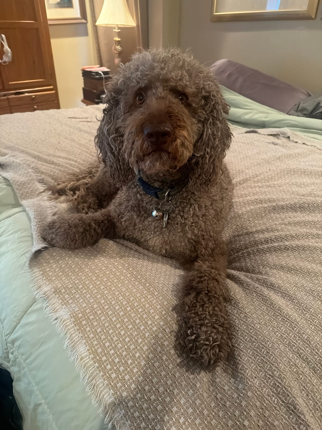 Customer photo review of Freeze Dried Beef Liver (3.52 oz)