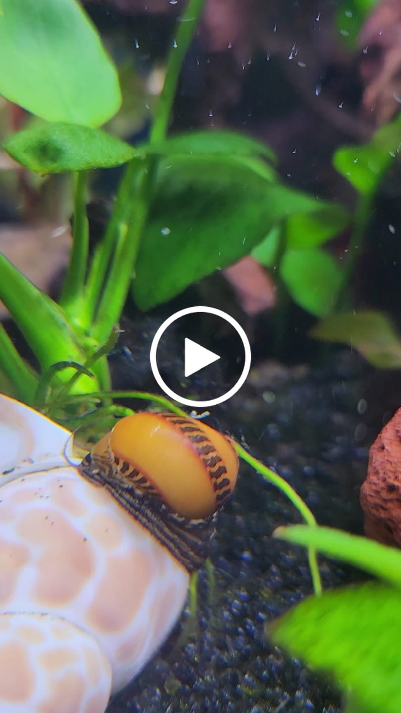 Customer video review of Nerite Snail Bundle | Saving Pack