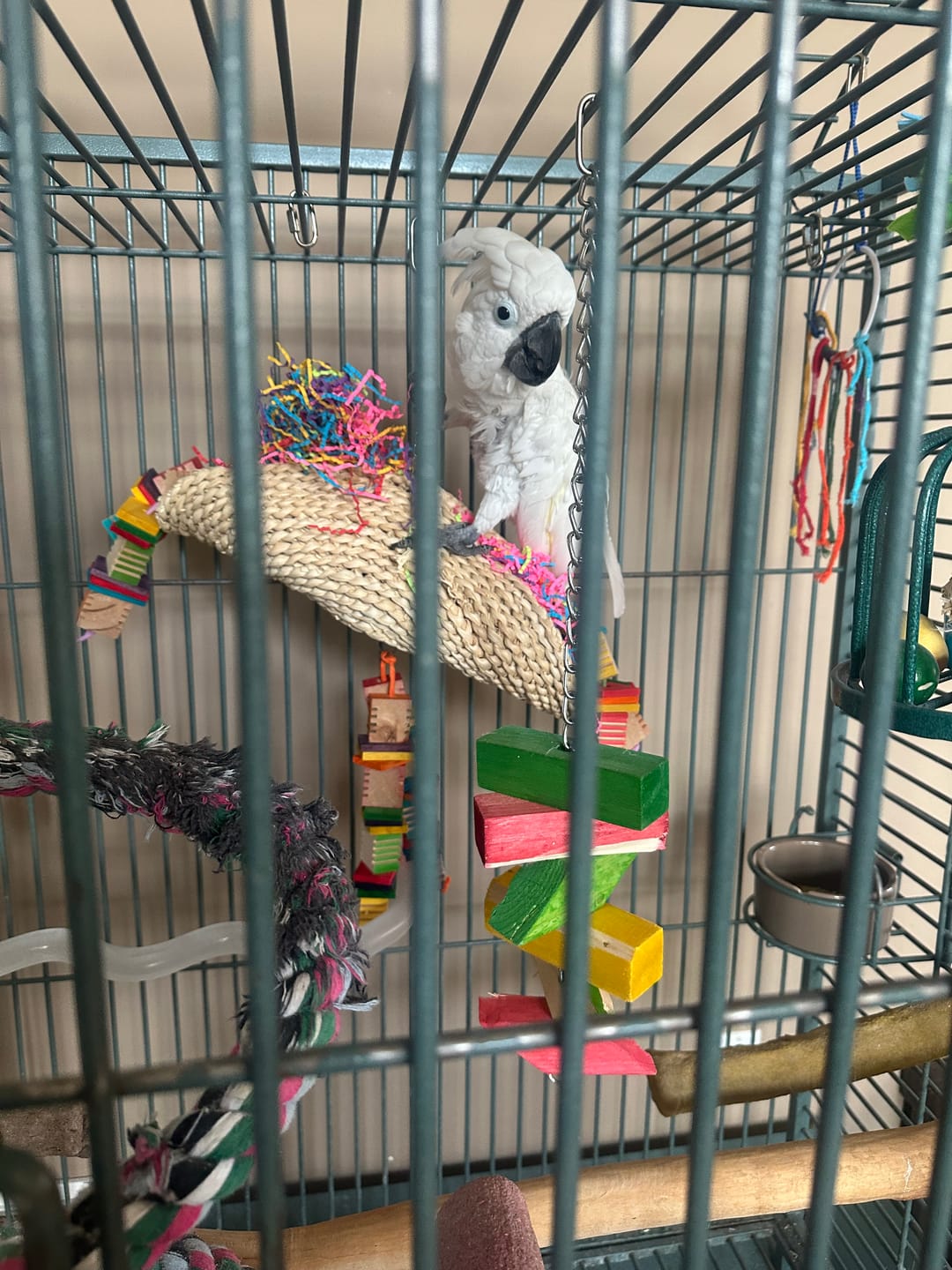 Customer photo review of 2640 Large Soft Taco