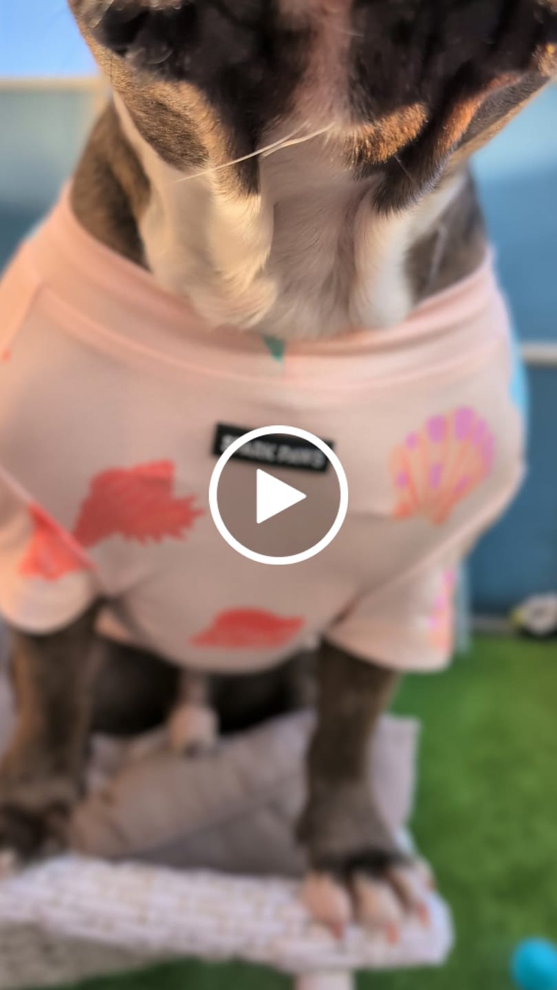 Customer video review of Sunblock Dog T-Shirt - Seashell