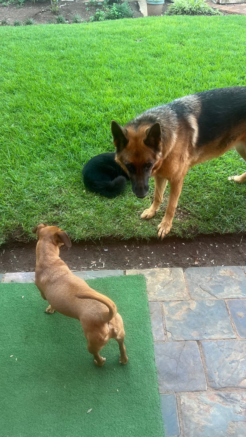 Customer photo review of Doggymin (Skin & Immunity Support For Dogs)