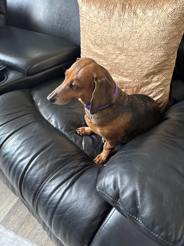 Customer's calm dog sitting on a black sofa while wearing the purple PawLax Collar.