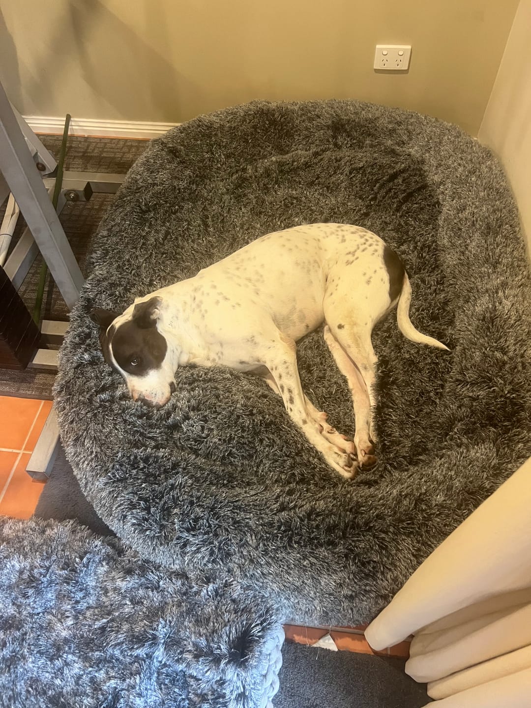 Customer photo review of Premium Calming Pet Bed with Removable Cover