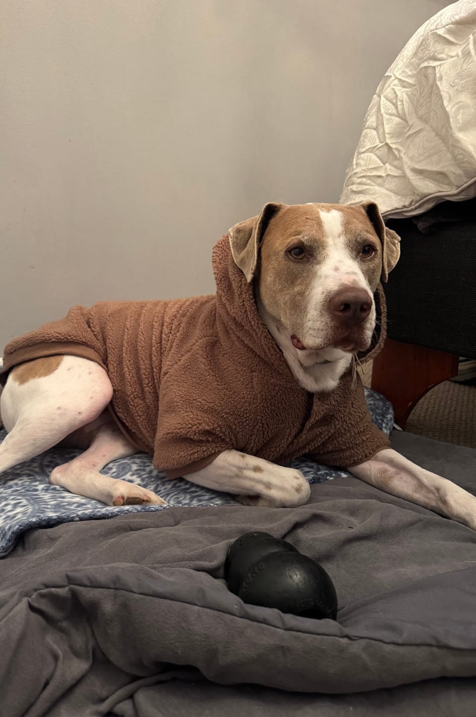 Customer photo review of Chaqueta Chiporro Perros