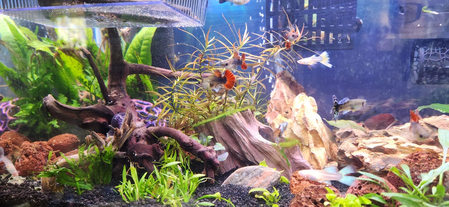 Customer photo review of Plant Package for Halfmoon Betta Fish Tank