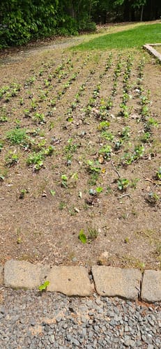 Customer photo review of English Ivy 50 Count Flat - Hedera Helix Evergreen Groundcover & Climbing Vine Plants