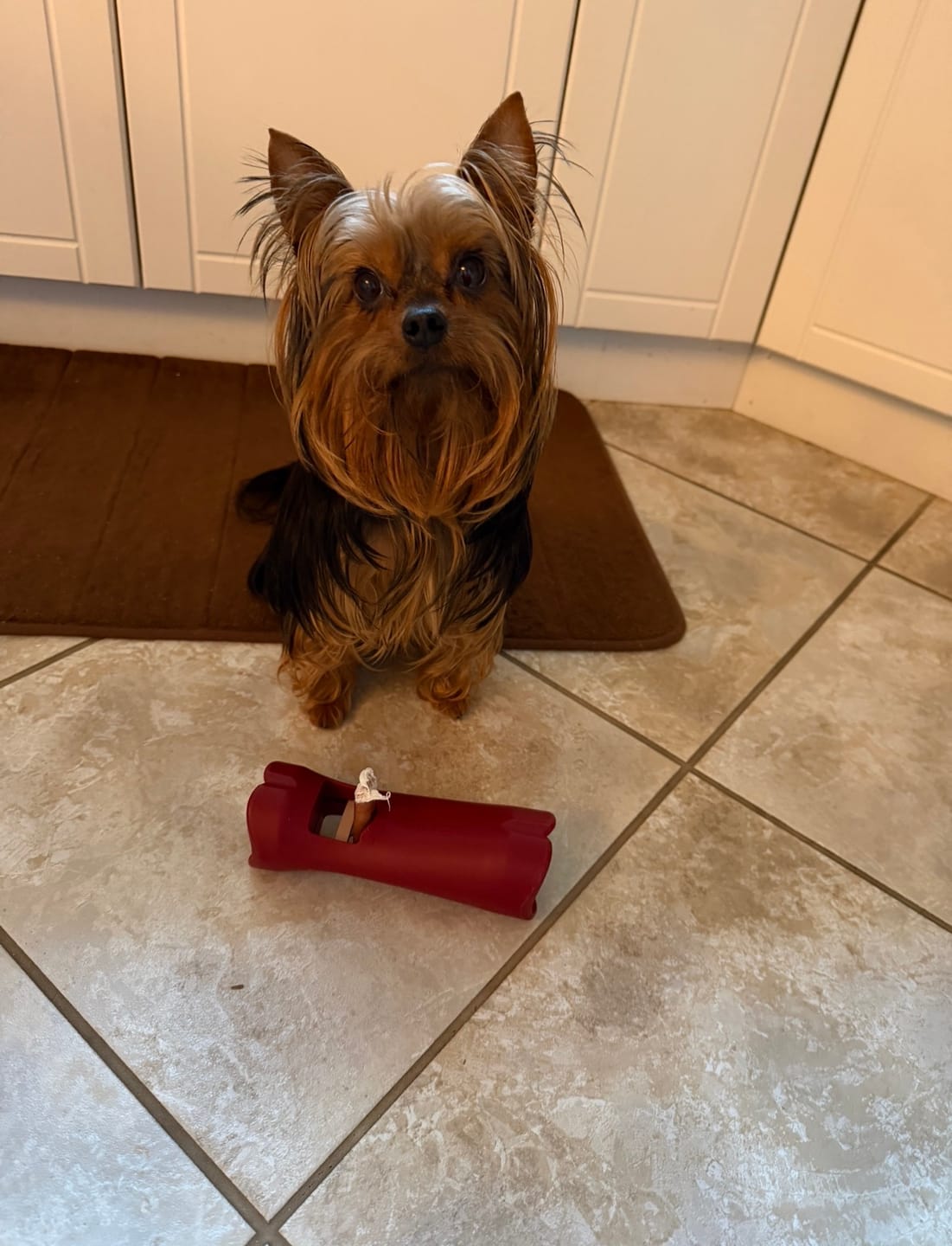 Customer photo review of 6 Inch Standard Bully Stick